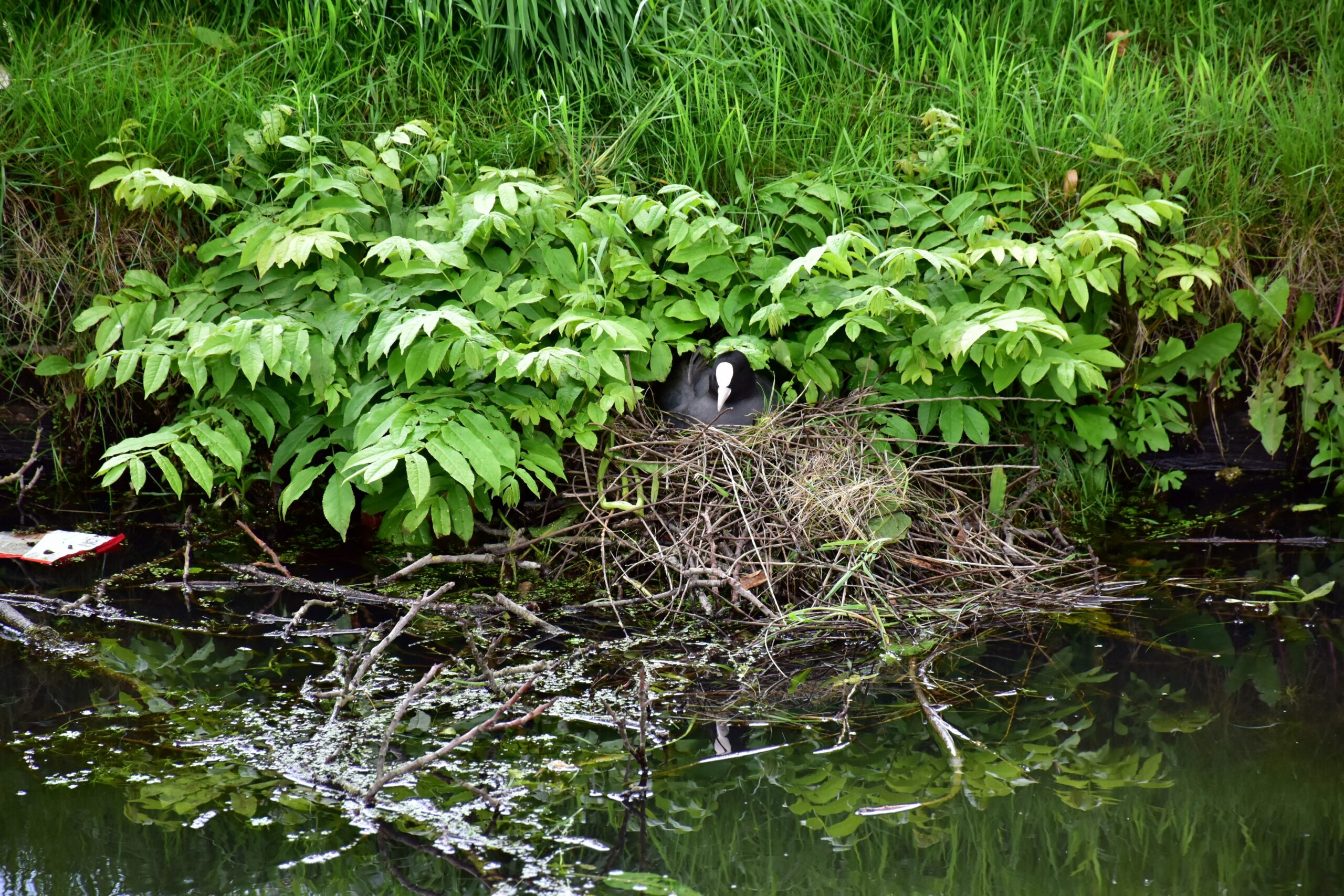 Read more about the article The Environmental Platforms of the GOP and the Democratic Party